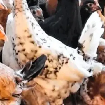 سعر كيلو الفراخ 90 جنيها.. أسعار الدواجن بكفر الشيخ السبت 4 أبريل 2026